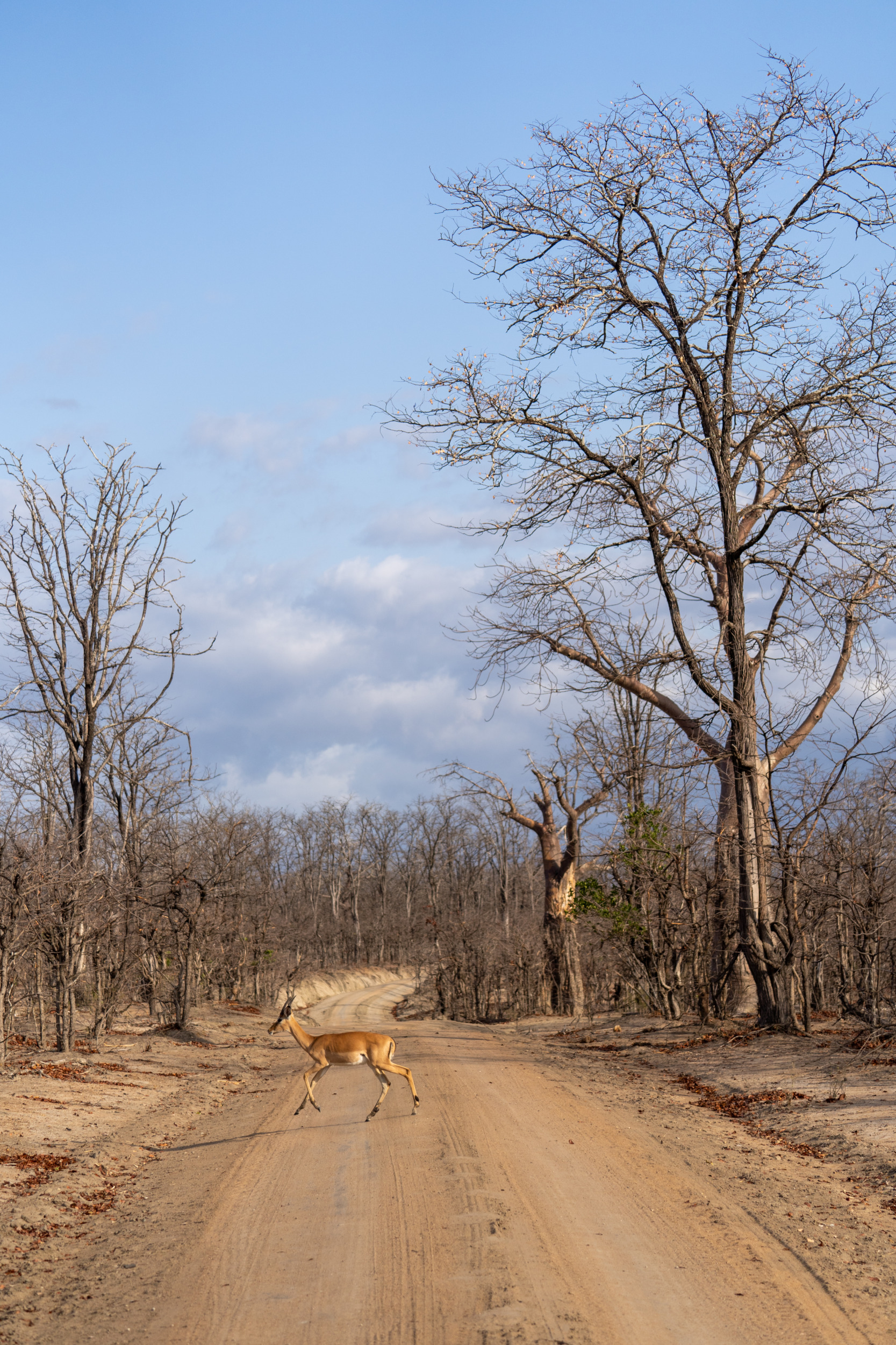Landschaft Liwonde-Nationalpark