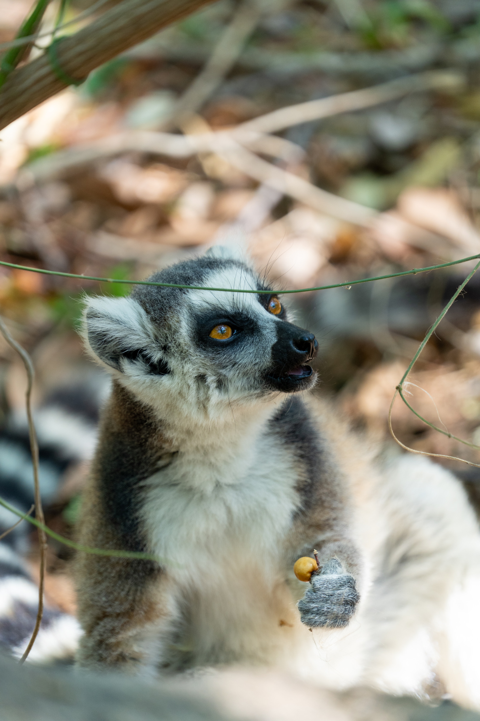 Anja-Reservat Madagaskar