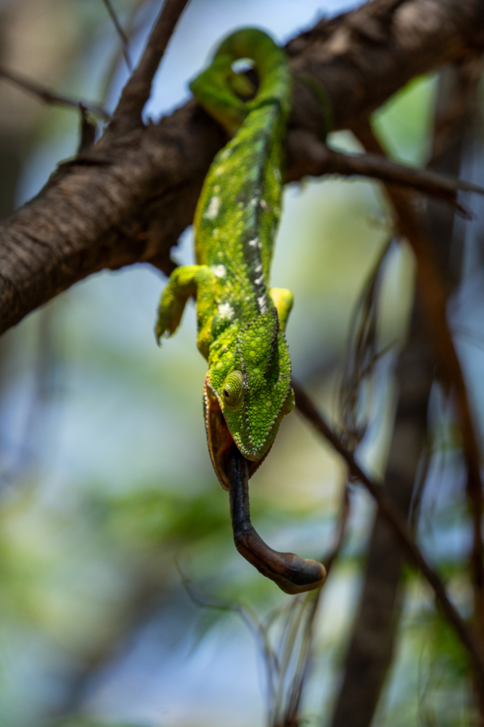 Anja-Reservat Madagaskar