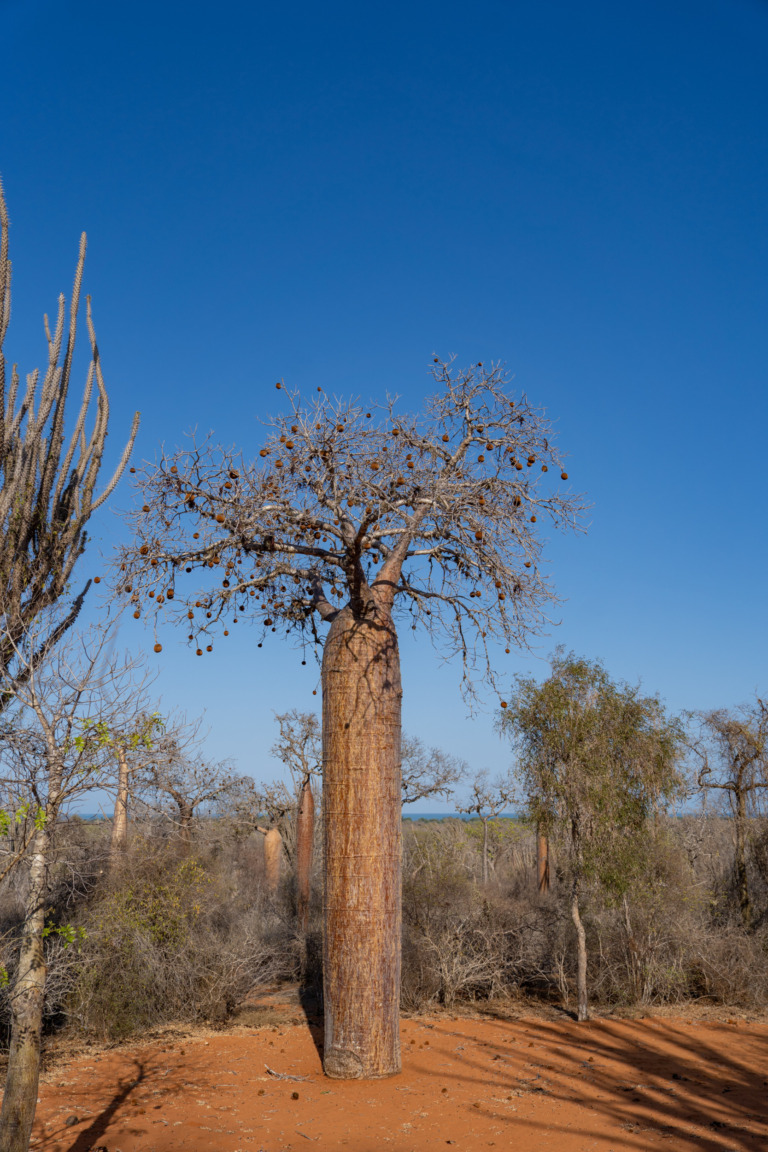 Baobab Ifaty