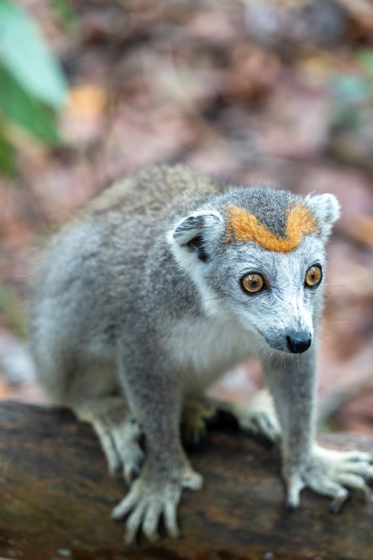 Palmarium Madagaskar