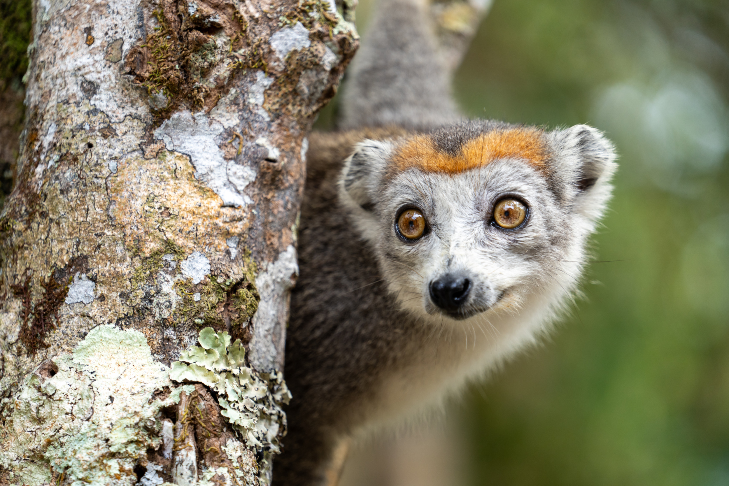 Lemur im Akanin'ny Nofy