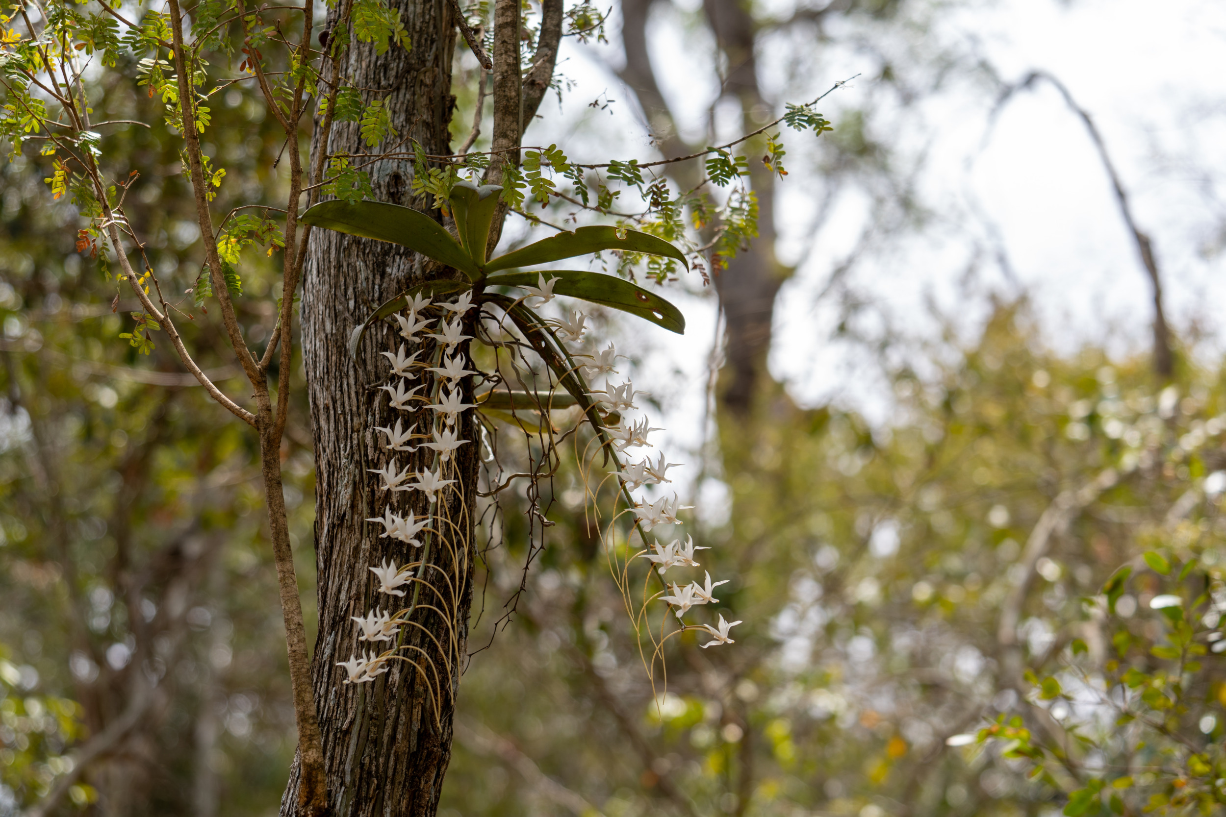 Orchideen im Zombitse-Nationalpark