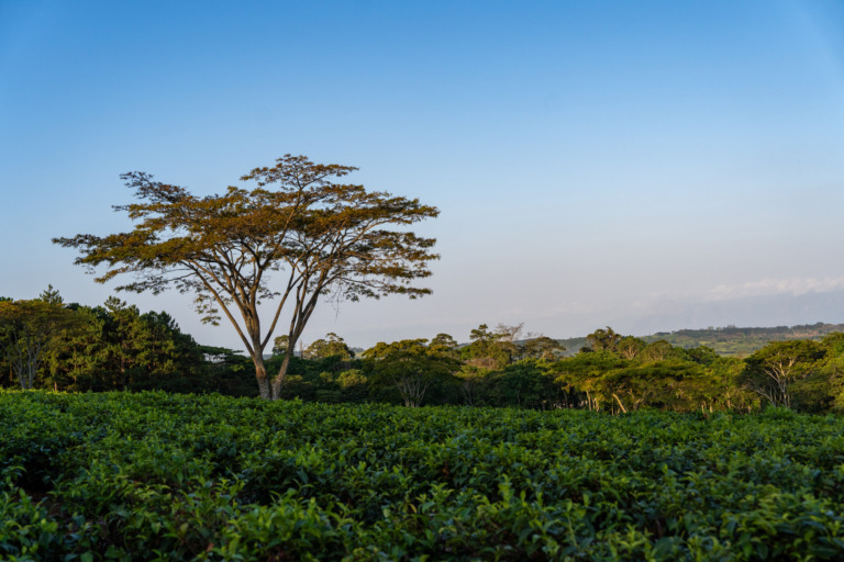 Mount Mulanje
