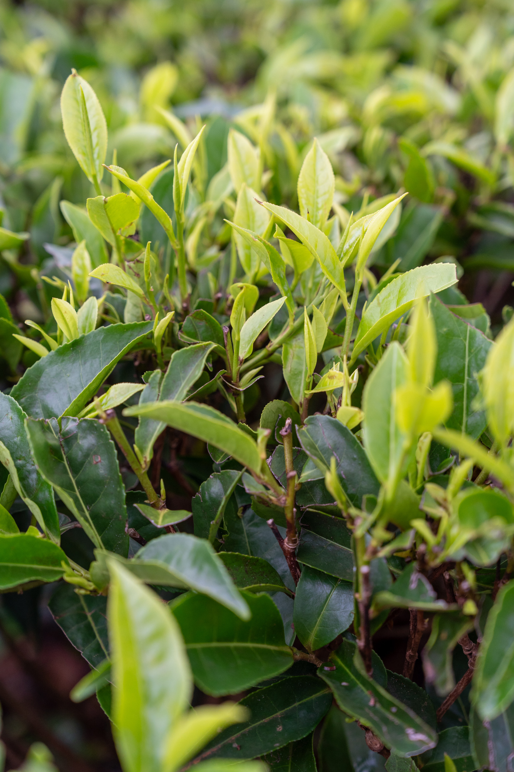 Teeplantagen