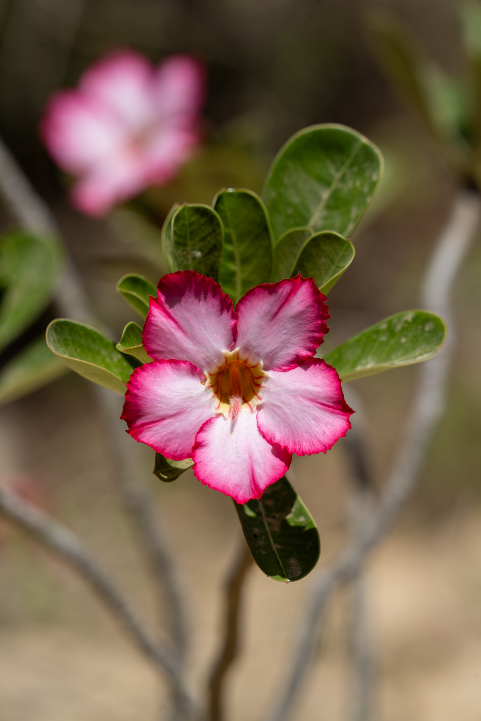 Aboretum