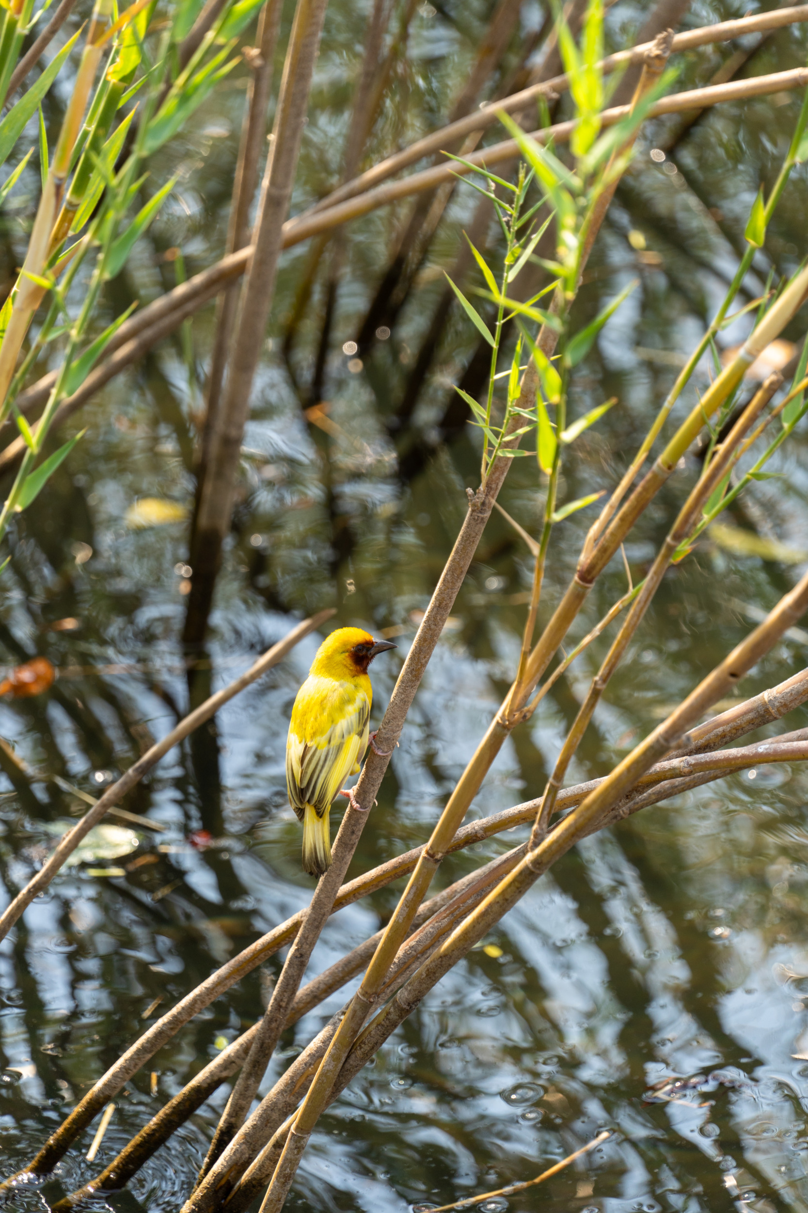 Vogelbeobachtung Malawi