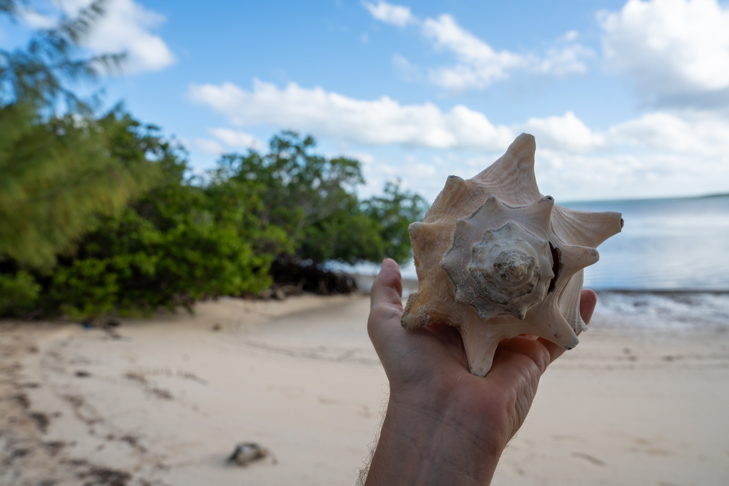 Conch
