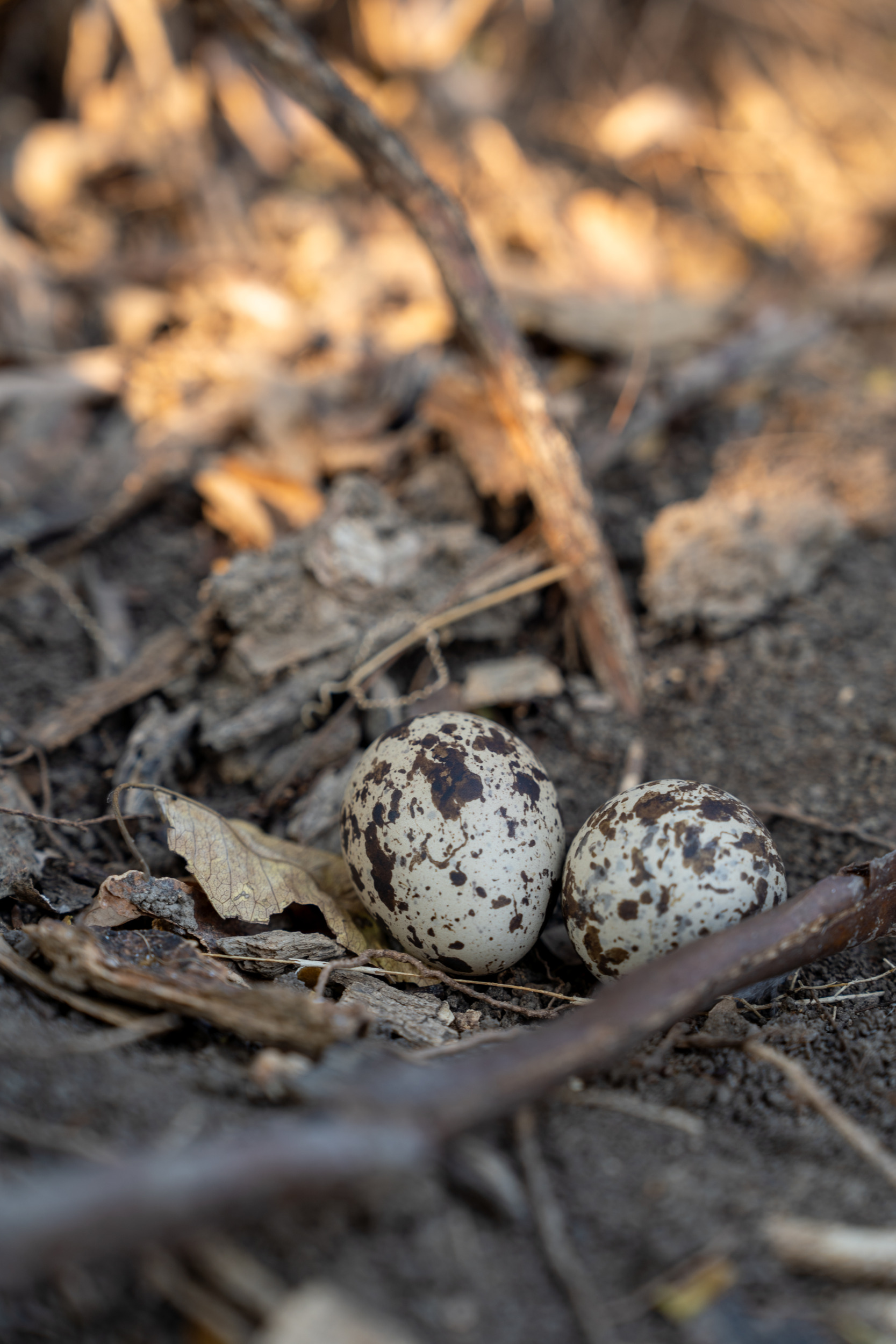 Malawisee Tierwelt