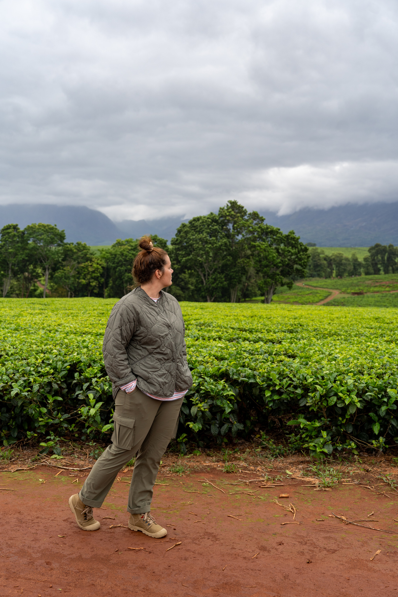 Teeplantagen Mount Mulanje