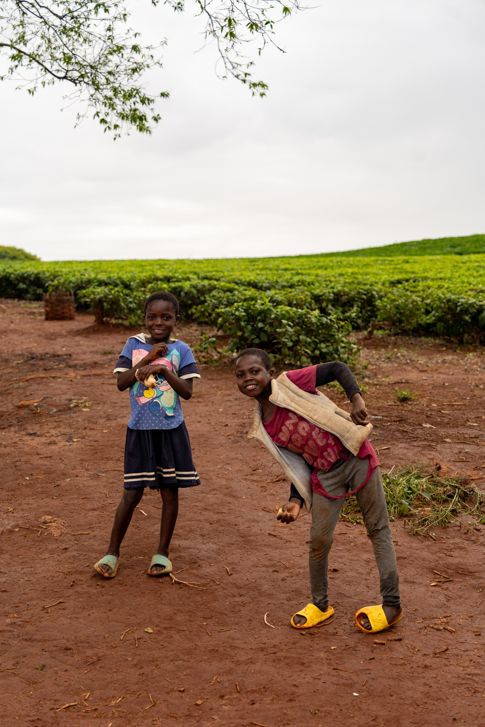 Teeplantagen Mount Mulanje