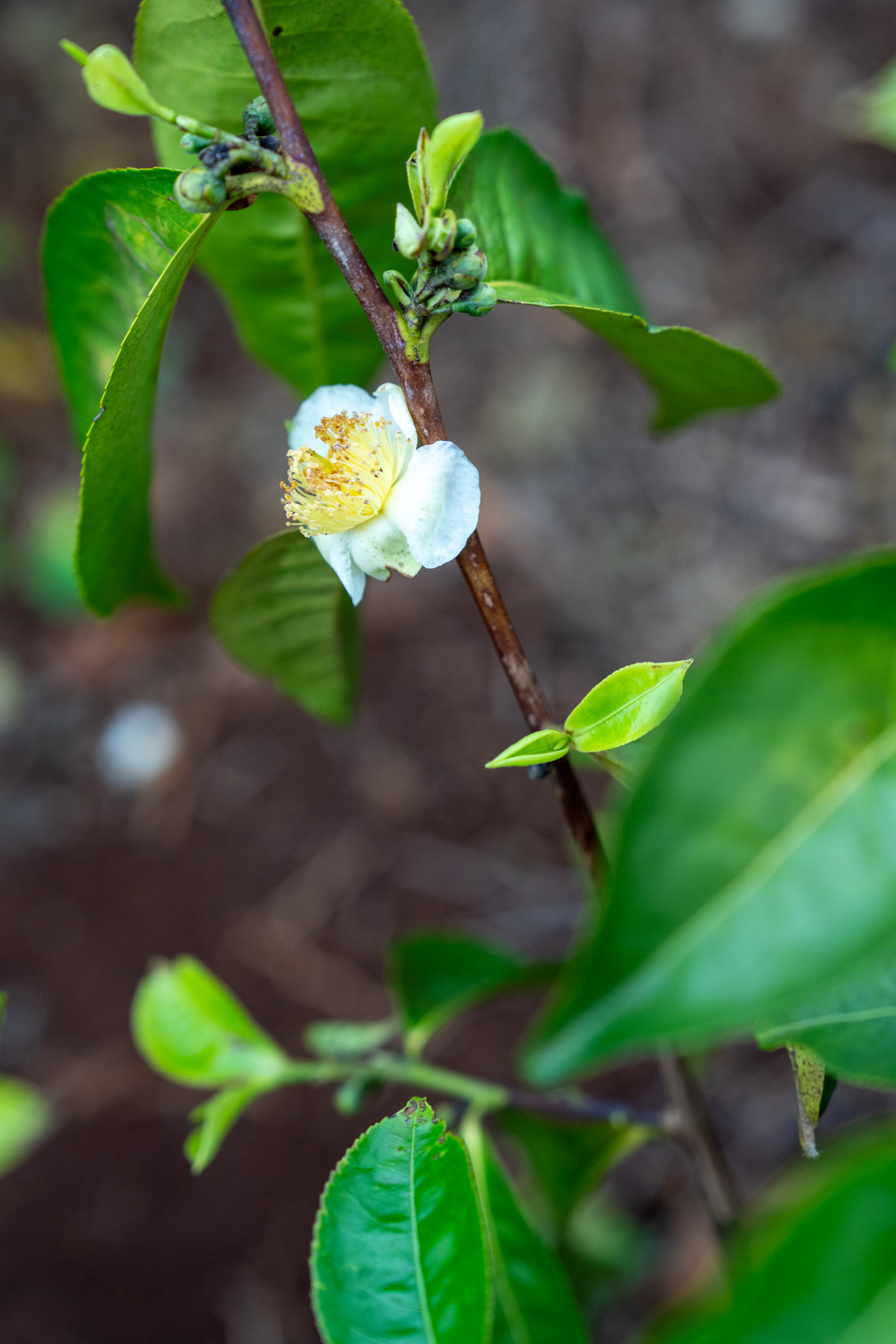 Teeplantagen Mount Mulanje
