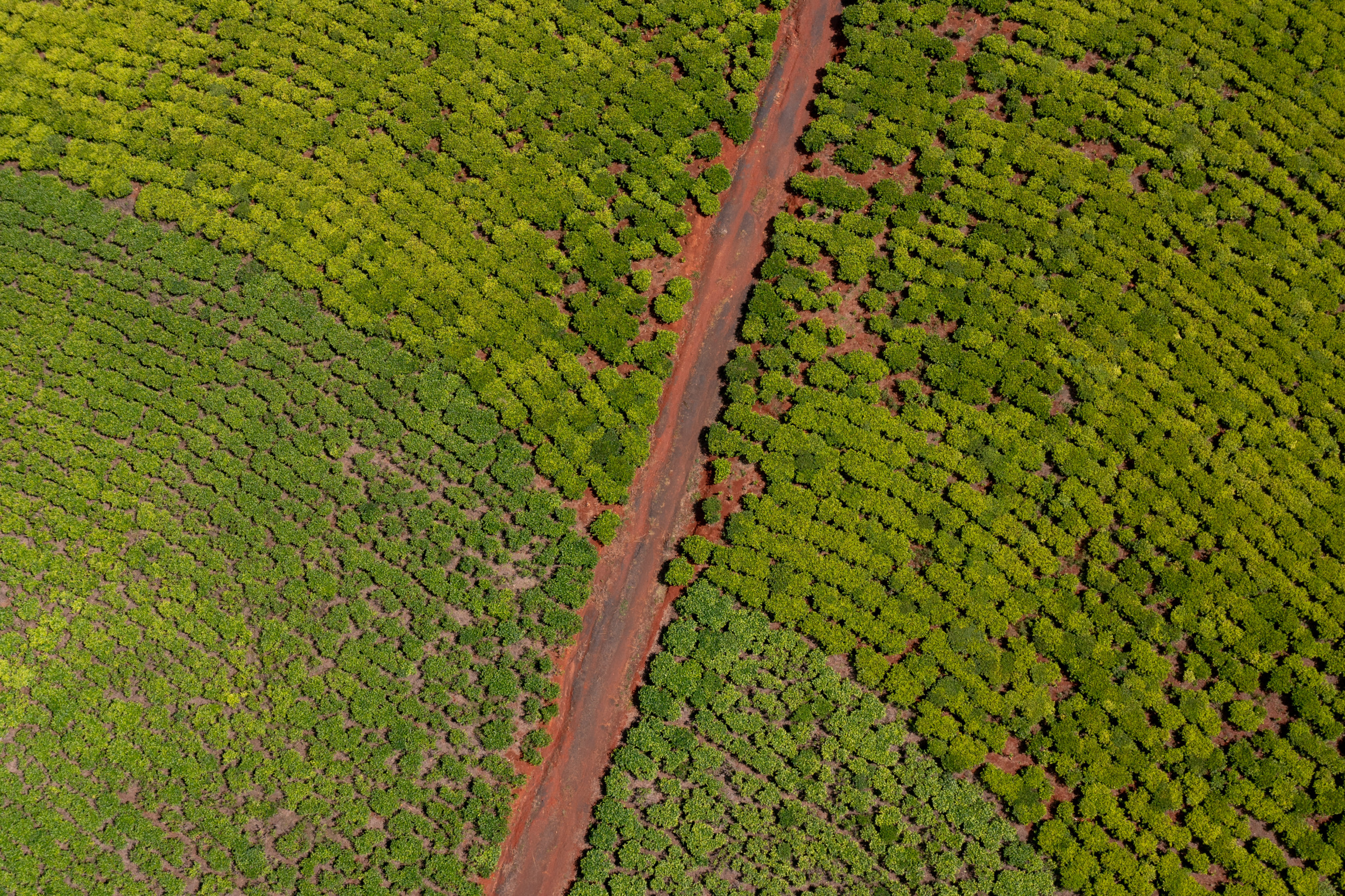 Teeplantagen Mount Mulanje