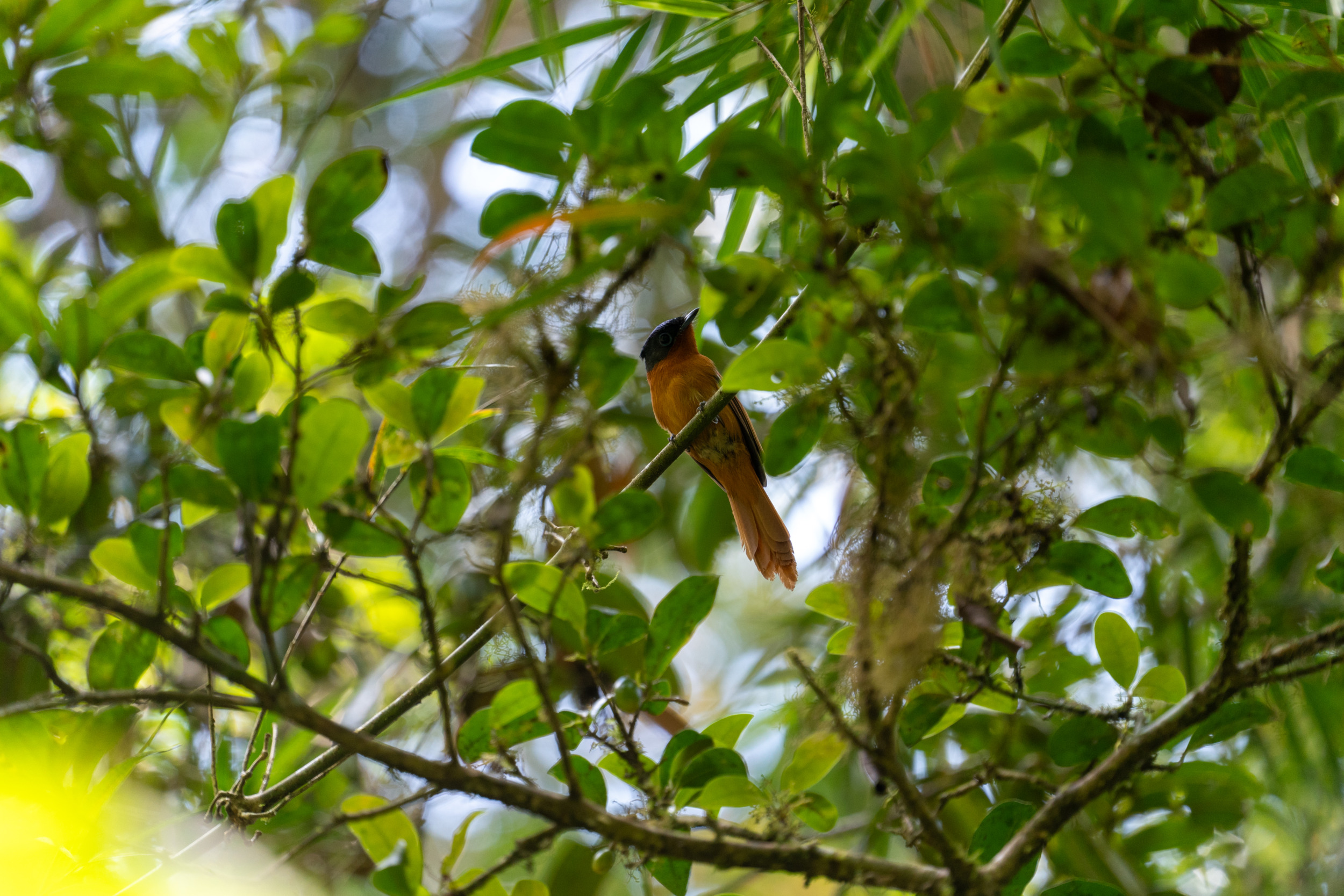 Vogel im Ranomafana National Park