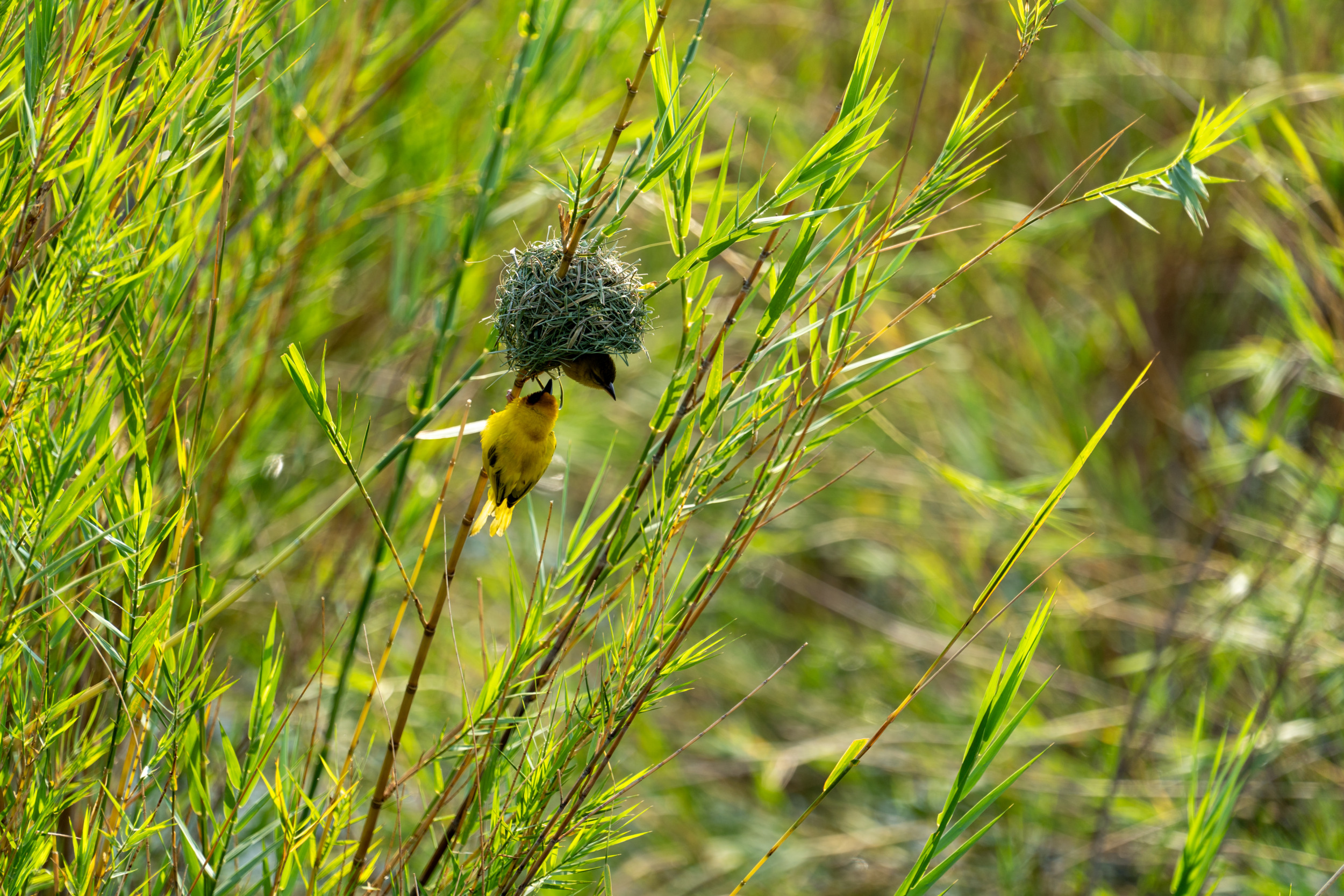 Vogelwelt Malawisee