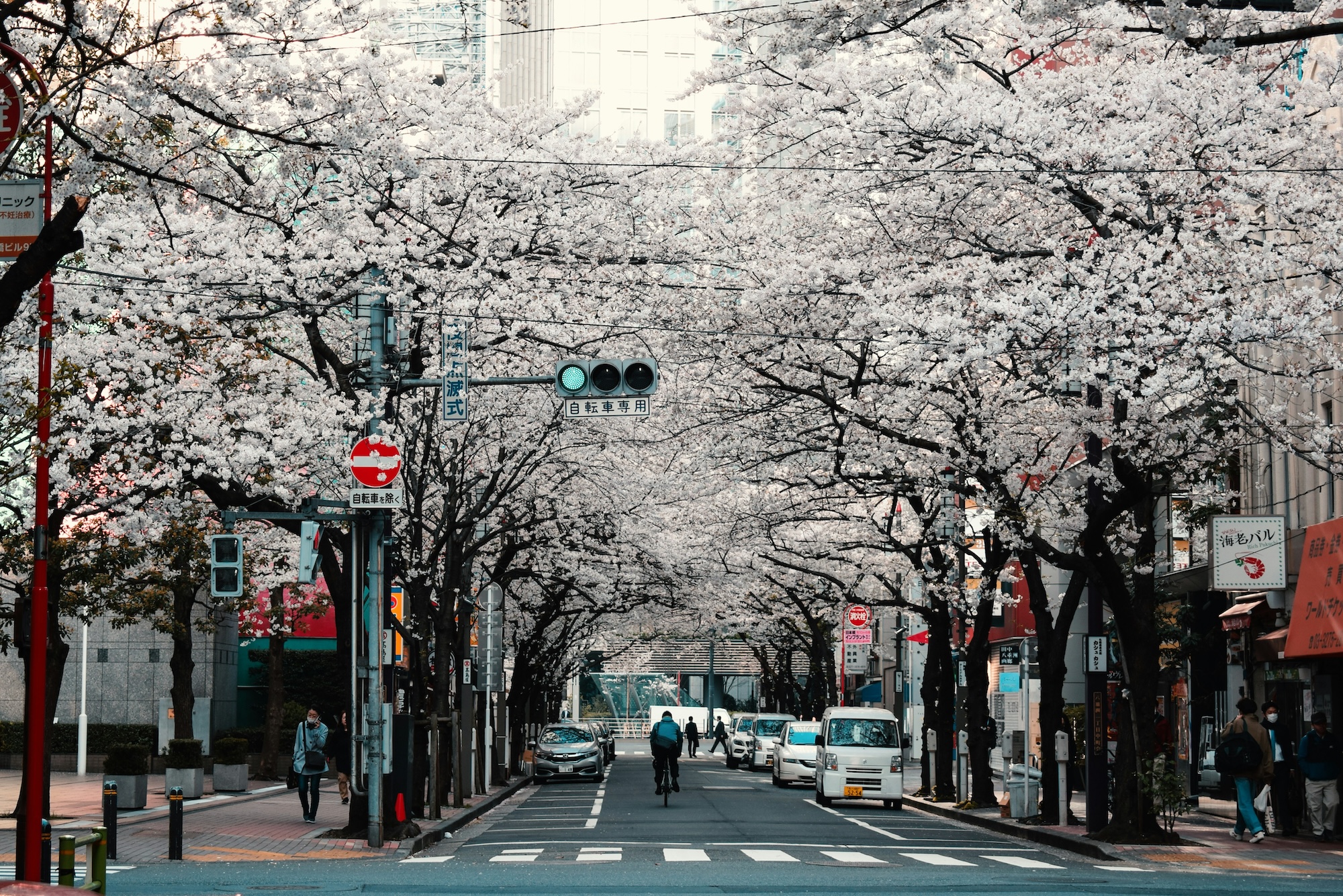 Kirschblüte Japan
