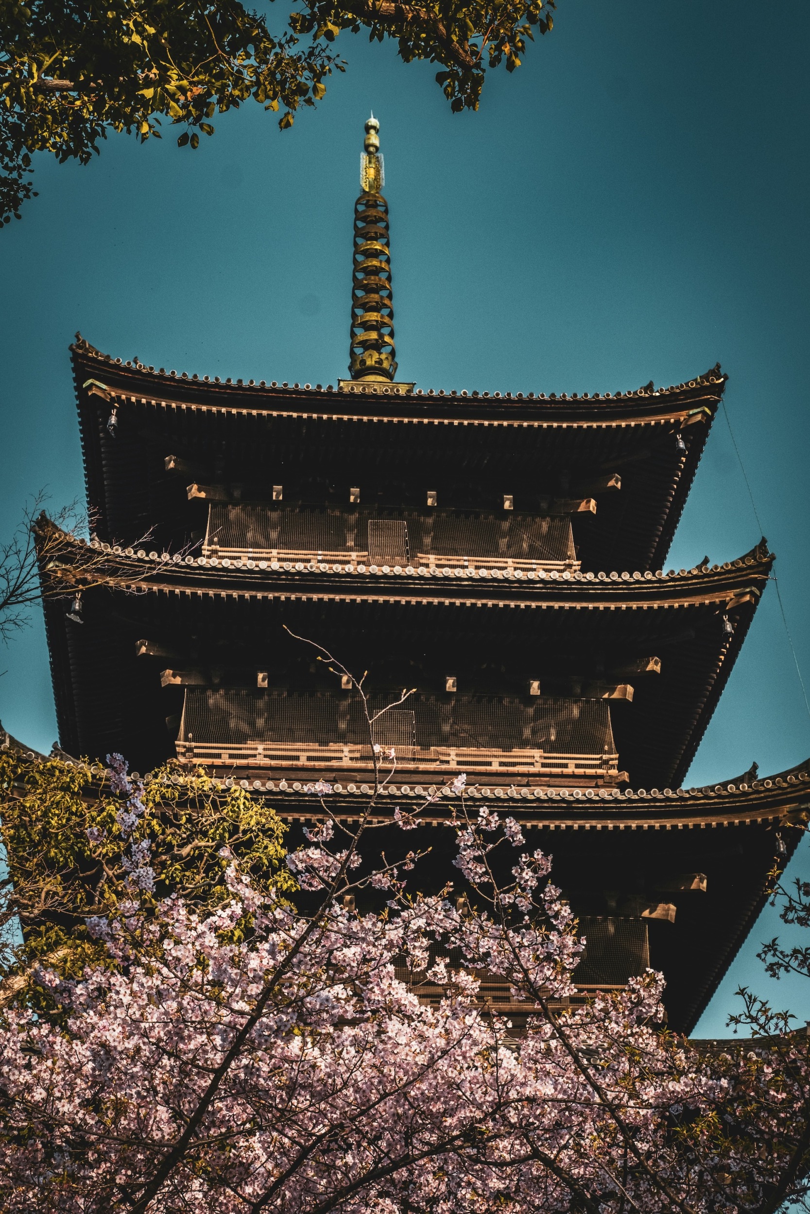 Kirschblüte Kyoto