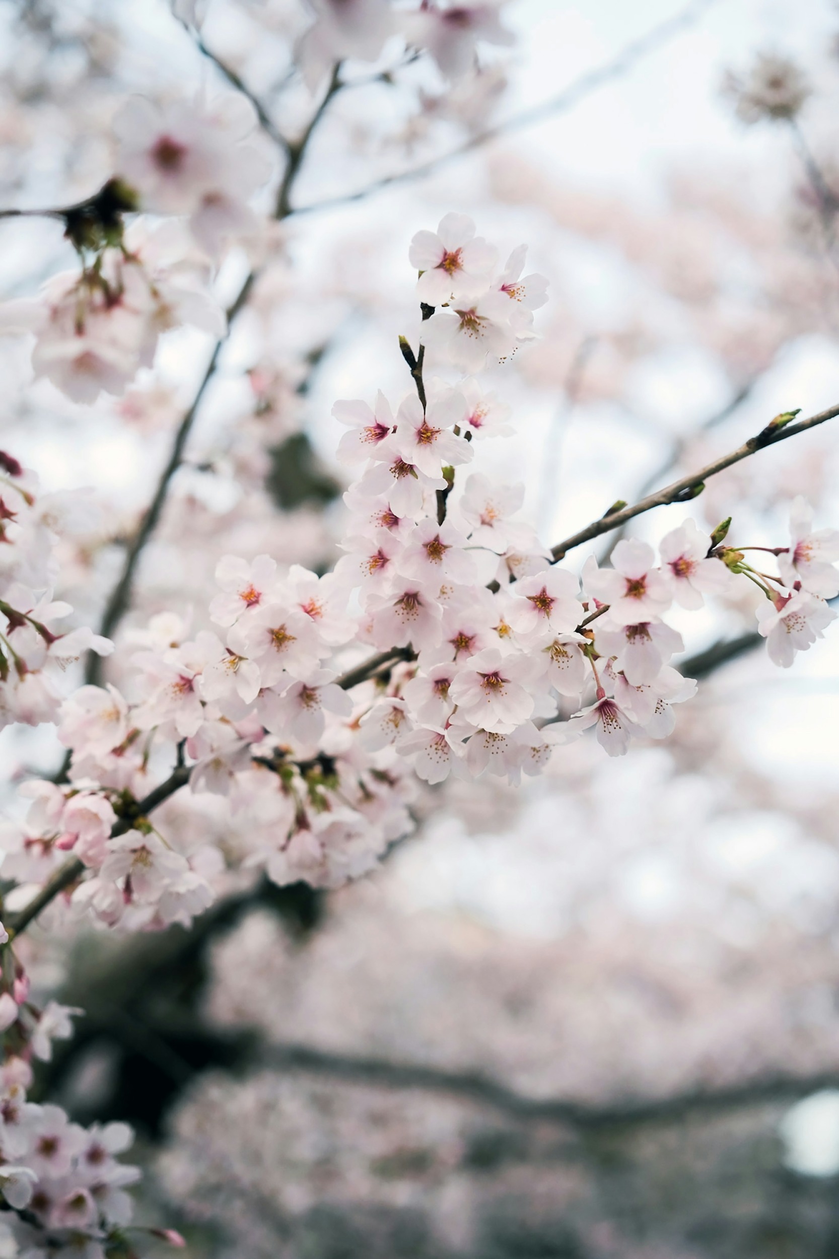 Kirschblüte Kyoto