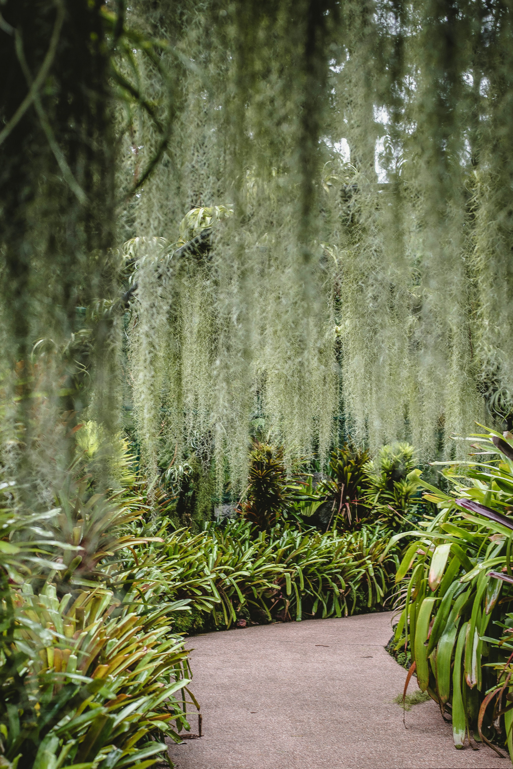 Singapur Botanic Gardens