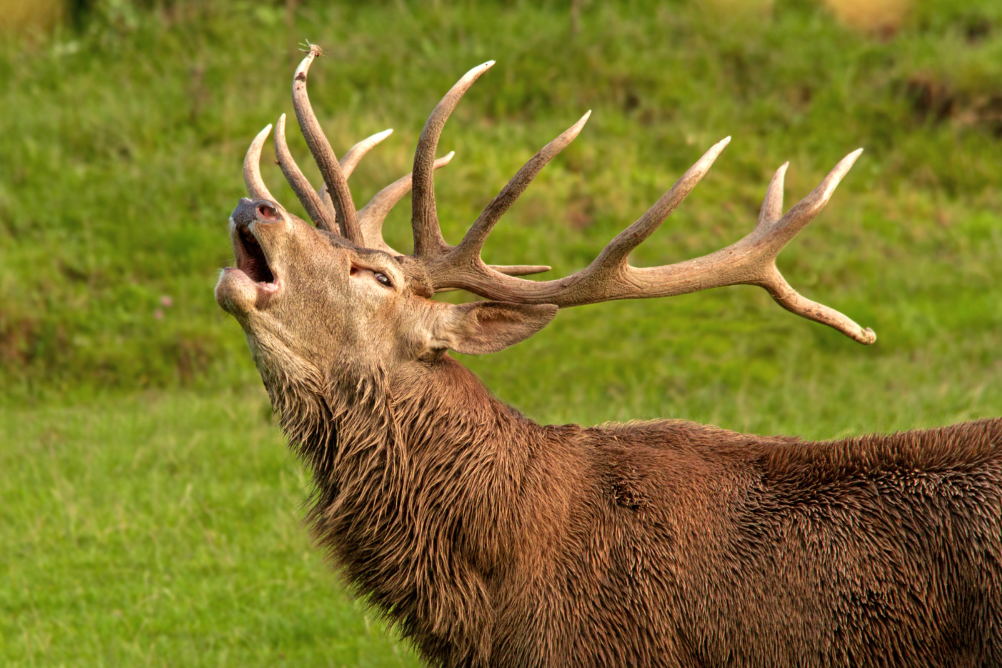 Wildpark Tripsdrill