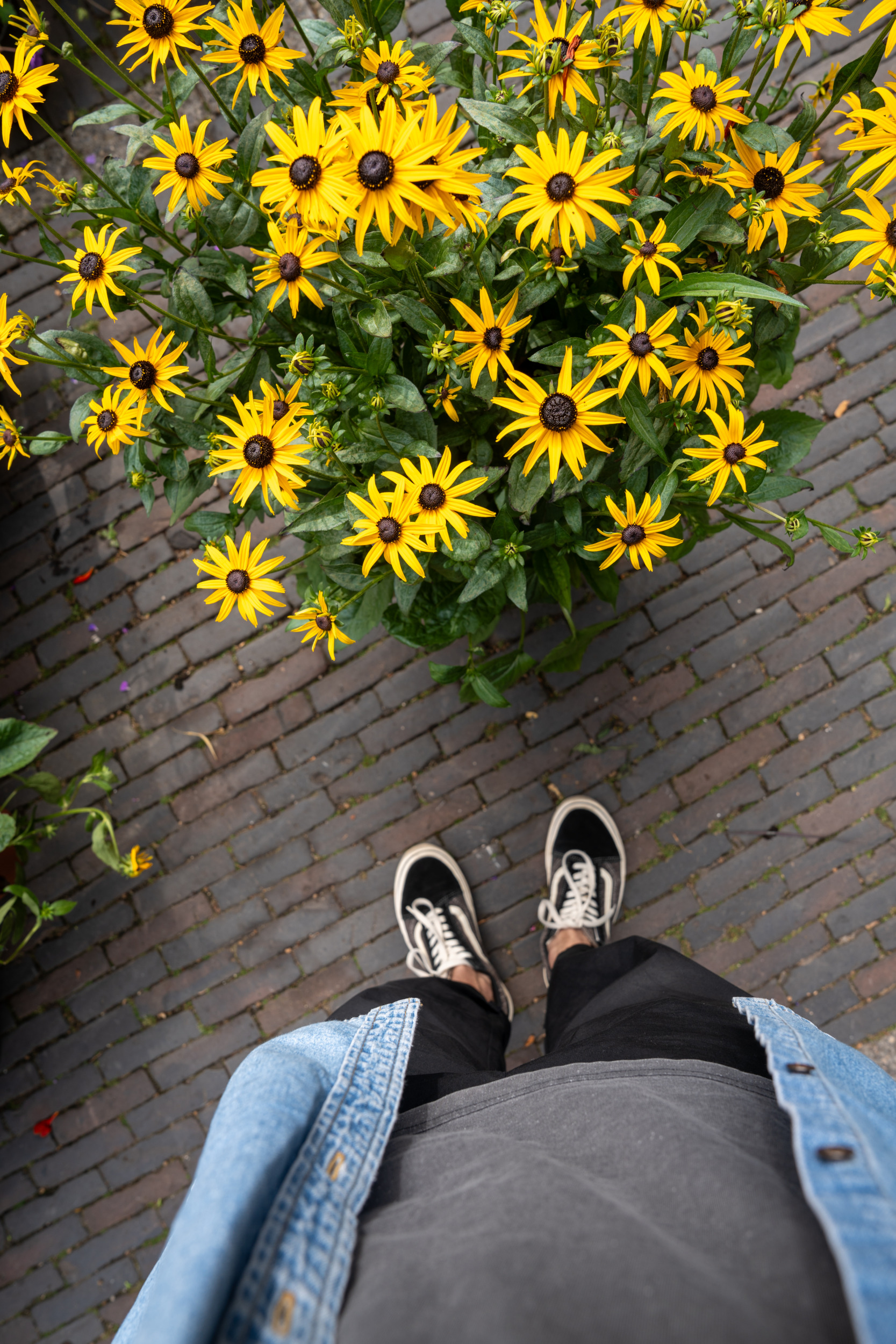 Blumenmarkt Janskerkhof