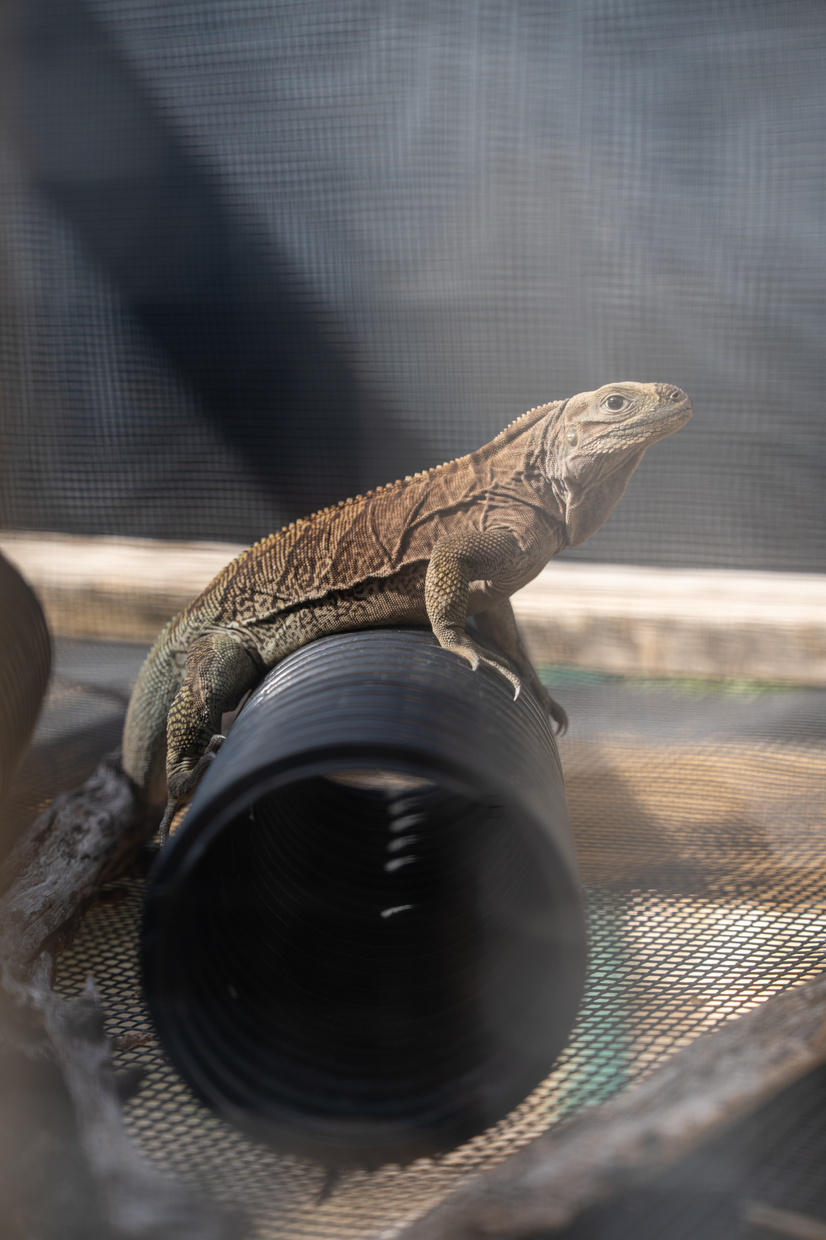 Anegada Rock Iguana Headstart Facility