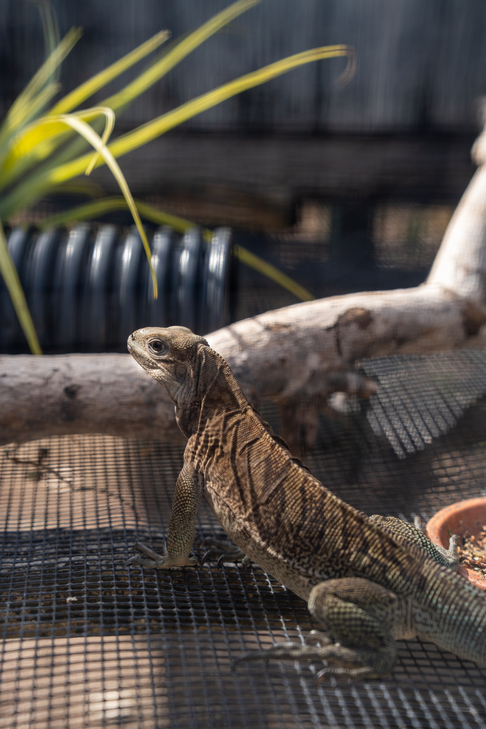 Anegada Rock Iguana Headstart Facility