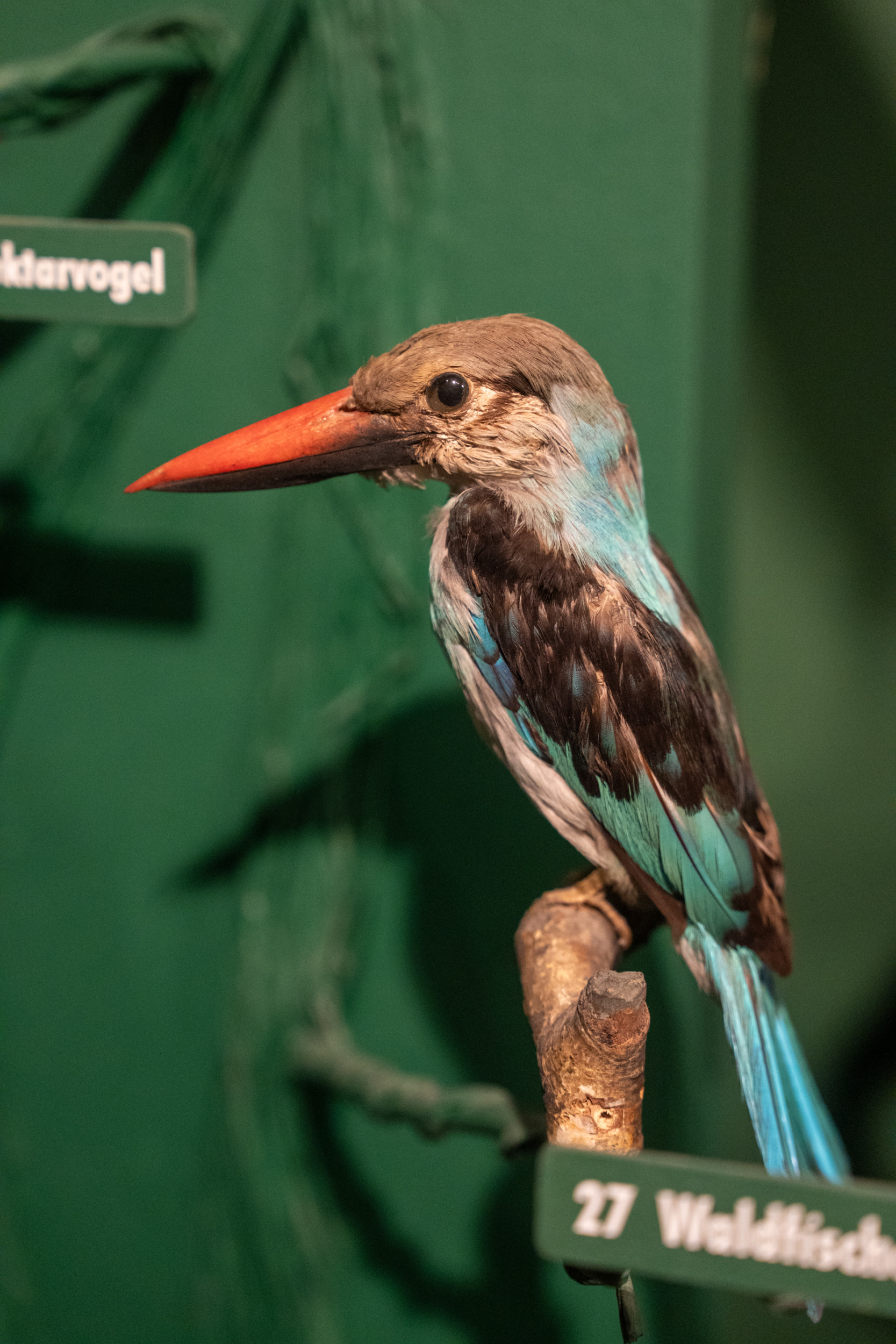 Görlitz Oberlausitz Senckenbergmuseum