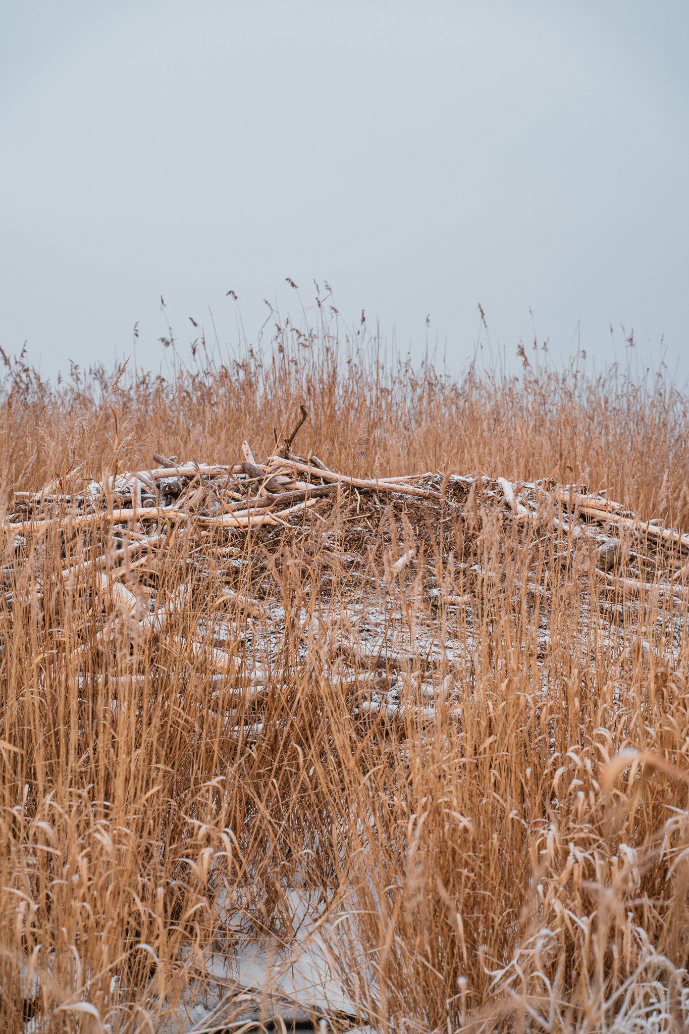 Insel-Safari auf Usedom im Winter