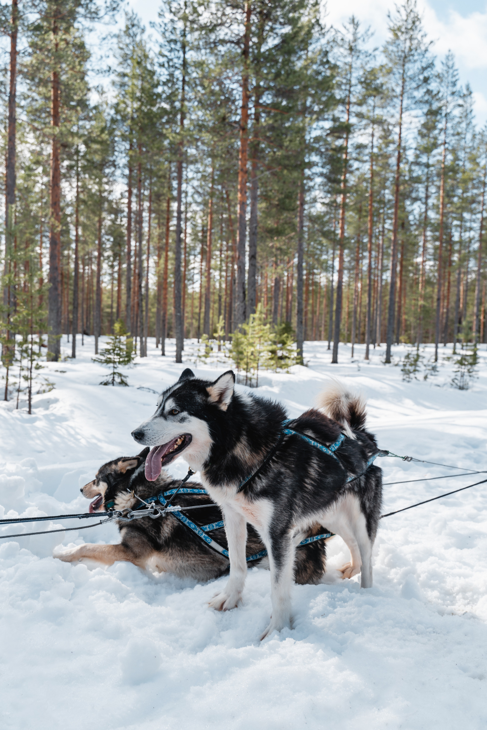 Camp Norwide Suomussalmi