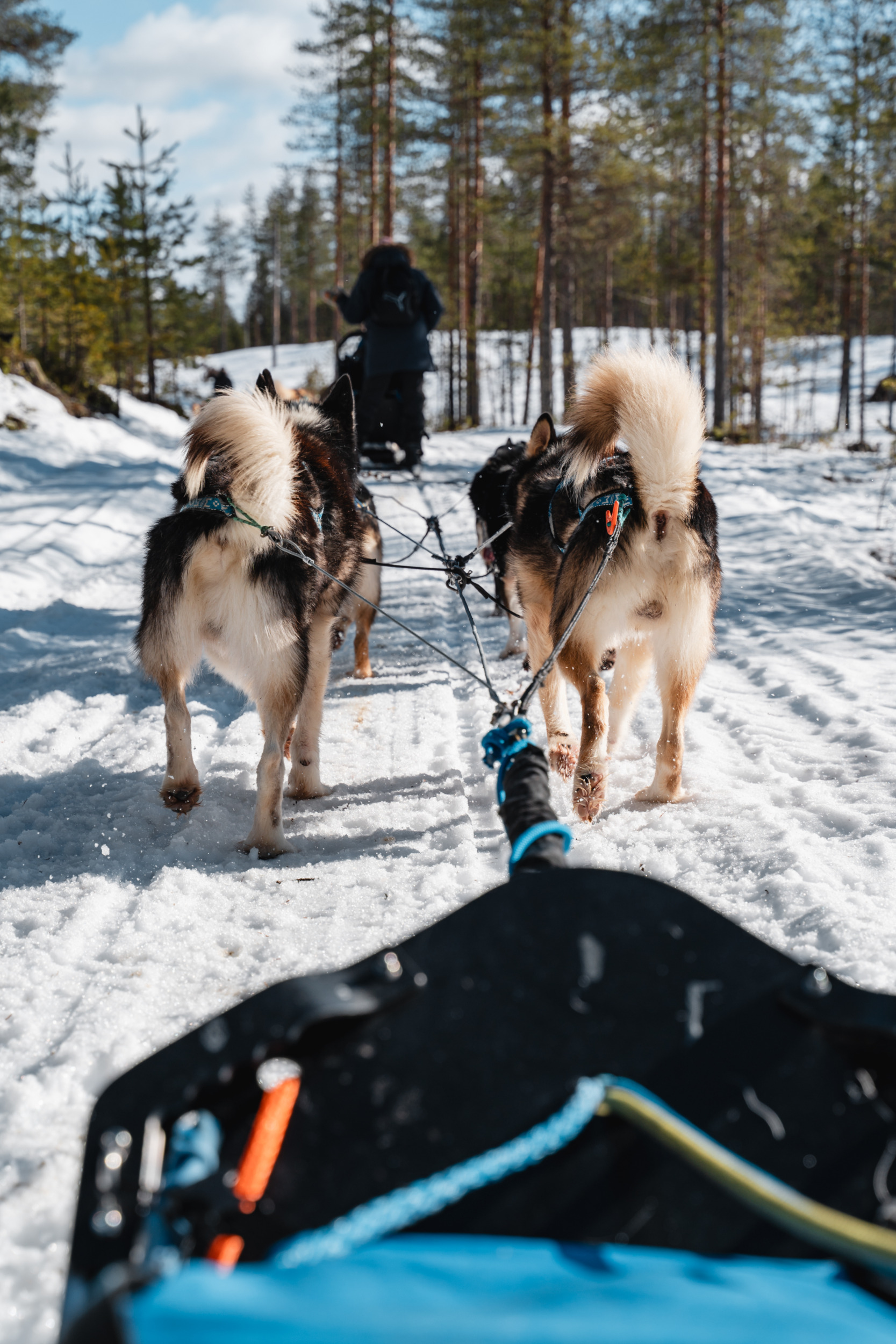 Hundeschlitten Suoussalmi