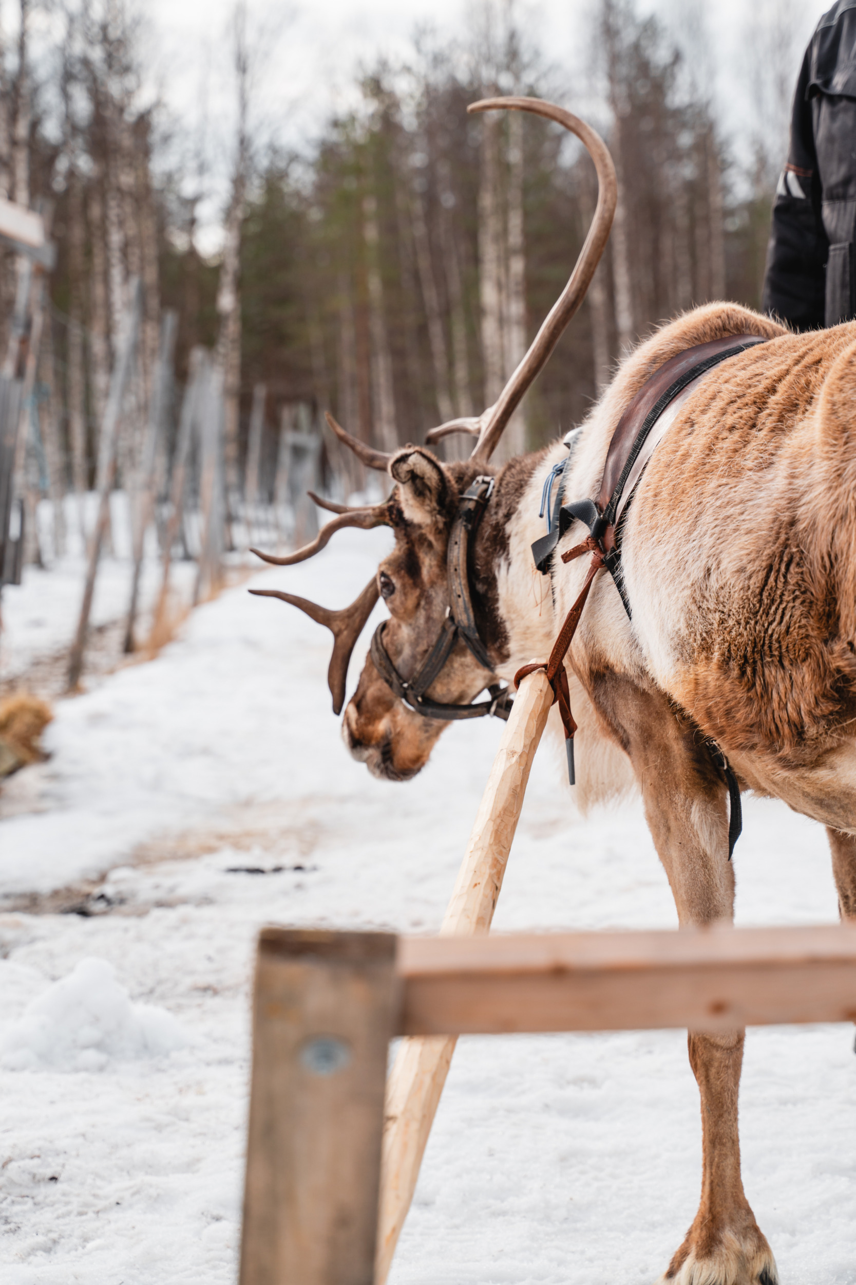 Rentierfarm Korpiporo
