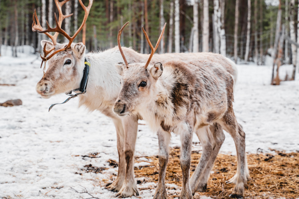 Rentiere in Suomussalmi
