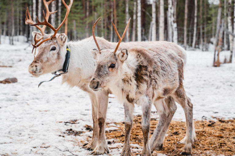 Rentiere in Suomussalmi