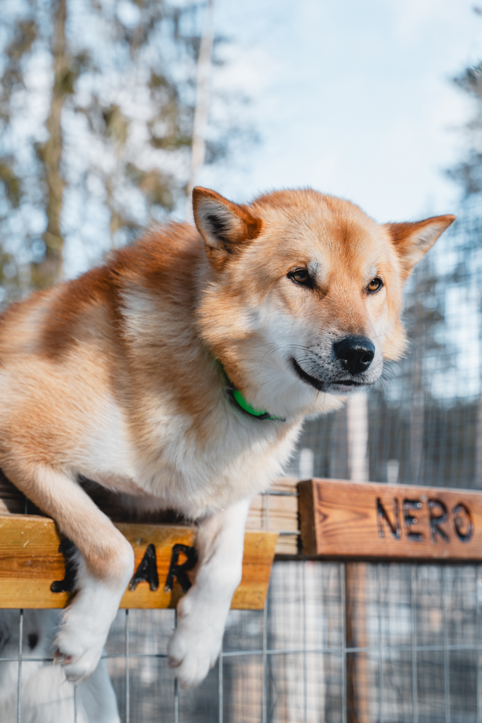 Hundeschlitten Suoussalmi