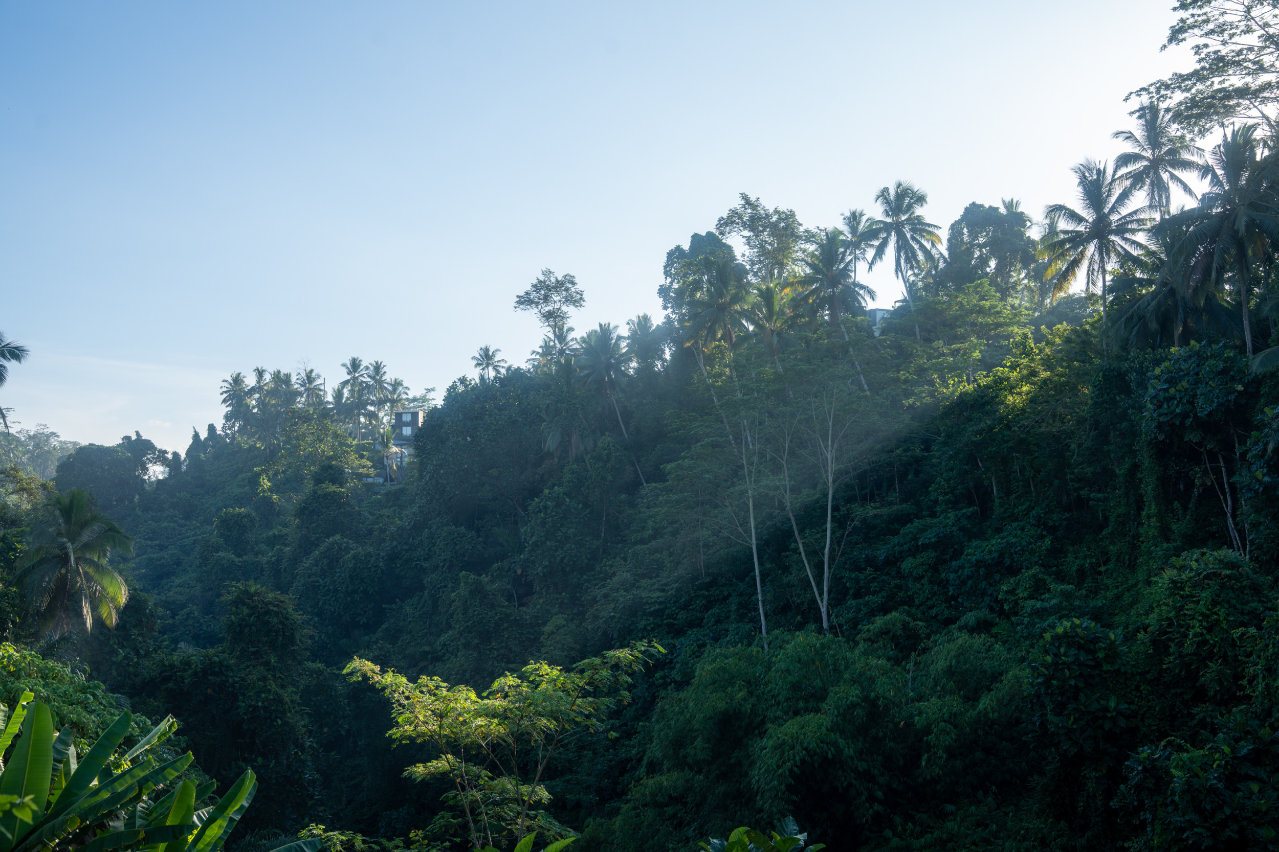 Der grüne Dschungel von Ubud