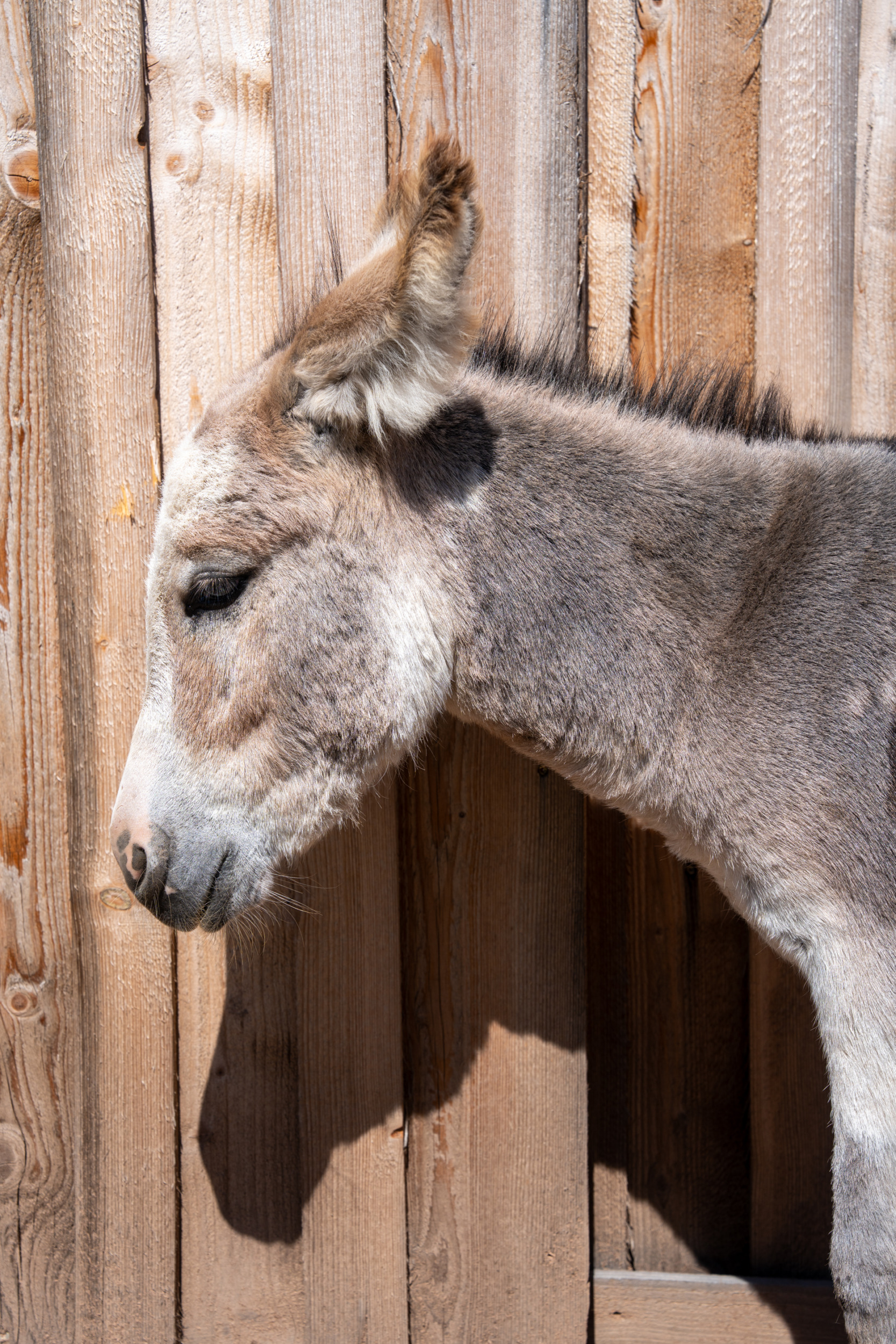 Eselranch im Frankenwald