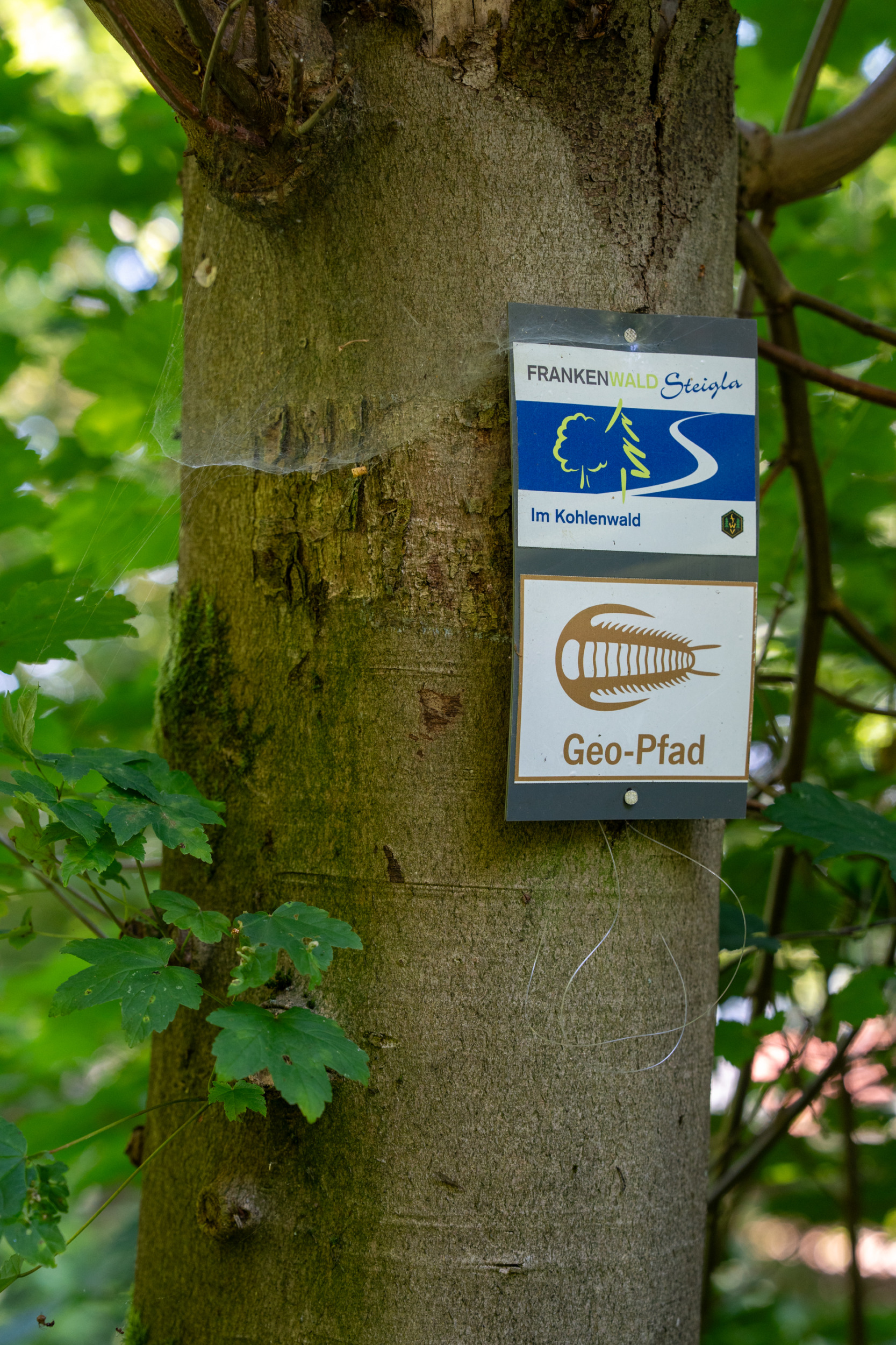 Geopfad Dachsbau